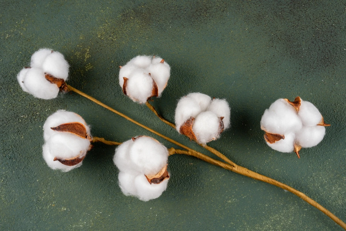 美容と健康のナチュアプレス