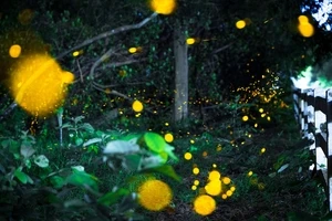 実は知らない！幻想的な“ホタル”を見る条件とは？