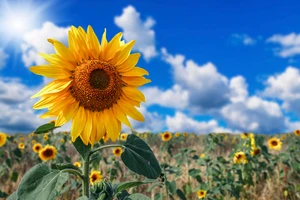 夏の不調に効く栄養素はこれ！