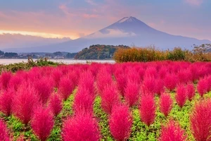 秋の癒し旅！ふわふわコキア名所3選