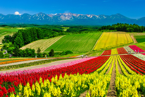 魅惑の絶景！北海道・美瑛町の「四季彩の丘」を堪能