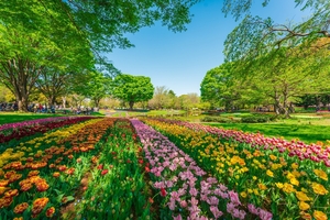 都会の隠れたオアシス！「昭和記念公園」で心癒される