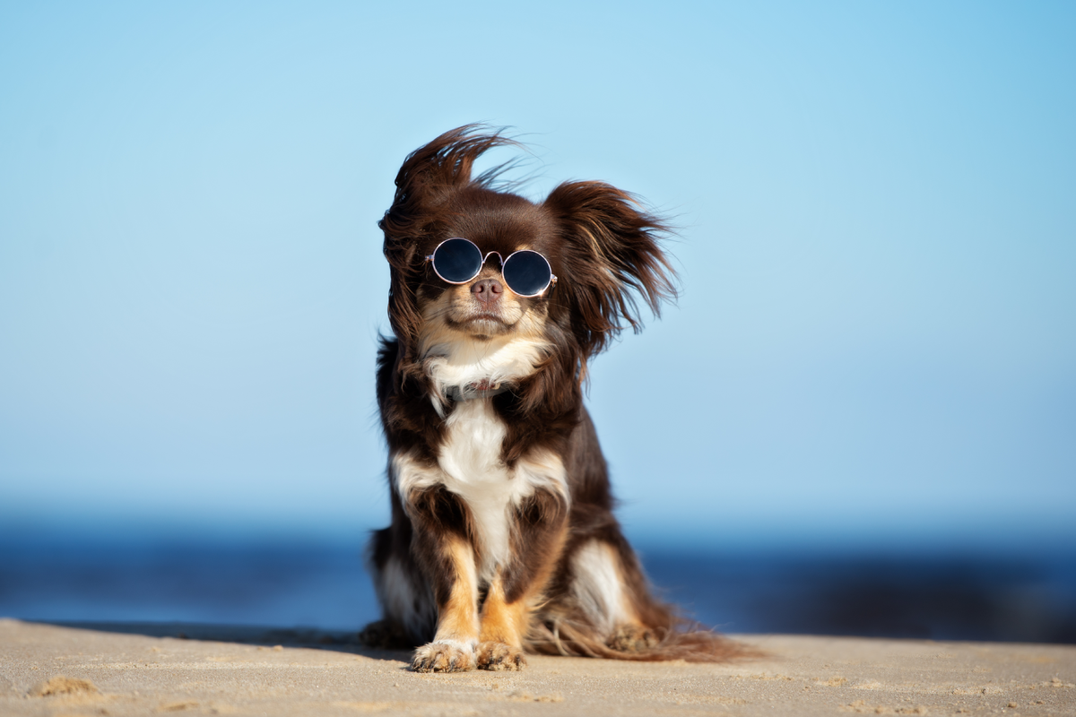 愛犬に特製のご褒美を！手作りおやつのススメと避けるべき食材